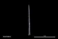 藏品(骨尖器)的圖片